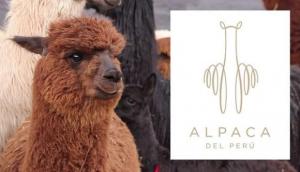 Prendas elaboradas con lana de alpaca peruana inician conquista de mercado chino