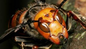 Preocupación en Estados Unidos por un insecto mortal para personas y abejas