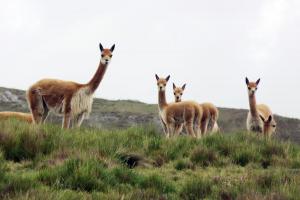 Preparan metodología para los censos de vicuñas y guanaco