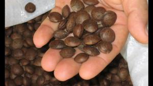 Presentan alternativas para el control biológico de plagas del Sacha Inchi