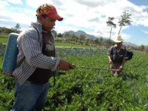 PRESENTAN ESTRATEGIAS PARA MEJORAR MANEJO DE USO DE SUELOS EN CULTIVOS DE EXPORTACIÓN