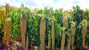 Presentan nuevas variedades de quinua y kiwicha para hacer frente a la pandemia