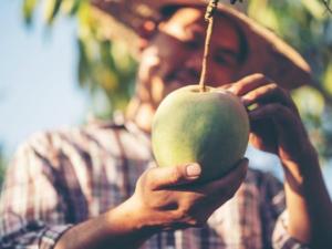 Presente y futuro de la industria del mango de México
