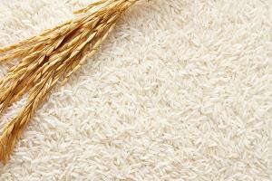 Prevén aumento de siembra de arroz en la campaña 2022/2023