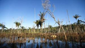 Primera cosecha de Bosques Amazónicos será en el 2023