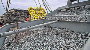 Primera temporada de pesca de anchoveta 2024 en la zona Norte – Centro alcanzó un desembarque de 2.430.589 toneladas