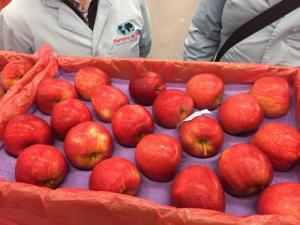 Primeras manzanas Royal Gala portuguesas llegarán pronto a Perú
