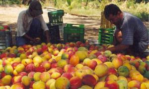 PRODUCCIÓN AGROPECUARIA CRECIÓ 2.2% 