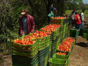 PRODUCCIÓN AGROPECUARIA CRECIÓ 3.25% EN NOVIEMBRE PASADO