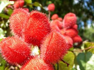 PRODUCCIÓN DE ACHIOTE AUMENTARÍA 16% 