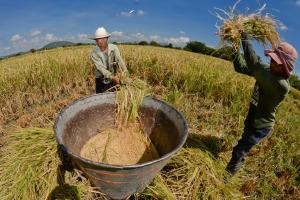 Producción de arroz se redujo en 40.30% en mayo del presente año