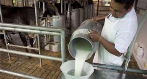 Producción de leche cruda nacional cubre únicamente el 71% de la demanda nacional, lo que obliga a importar