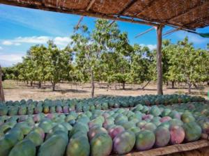 Producción de mango en Piura alcanzó las 355 mil toneladas en 2020