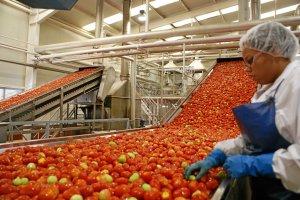 Producción de pasta de tomate en Ica creció 9.3% en 2019