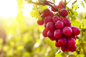 Producción de uva de mesa de Australia crecería 5% en la campaña 2021/2022