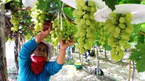 Producción de uvas peruanas se redujo pero el mercado se mantiene estable