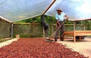 PRODUCCIÓN MUNDIAL DE CACAO SE REDUCIRÍA EN 180 MIL TONELADAS EN CAMPAÑA 2016-2017