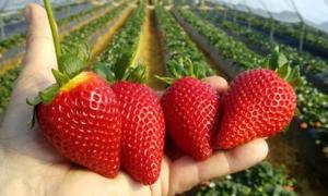 Producción mundial de fresas alcanza los 9 millones de toneladas