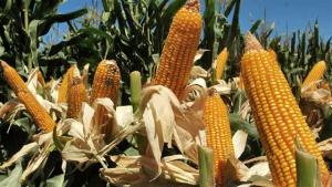 Producción mundial de maíz en la campaña 2022/2023 se estima como la segunda más alta de la historia