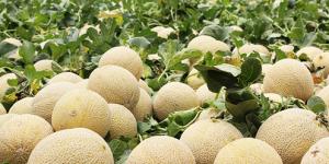 Producción mundial de melón alcanzó los 28.467 millones de kilos en 2020