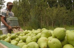 Producción mundial de peras aumentará un 13% en la temporada 2019-2020
