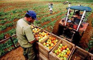 Producción nacional agropecuaria creció en 1.19% en el primer mes de 2021 por la mayor producción agrícola