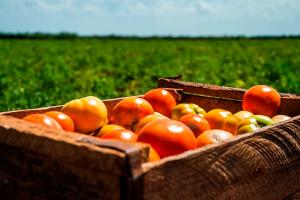 Producción nacional agropecuaria creció un 4.<span class='highlight'>9</span>2% en el primer trimestre del año