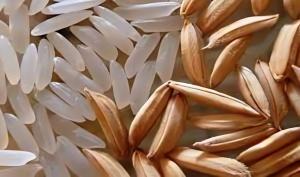 Producción nacional de arroz cáscara alcanzó las 313.972 toneladas en diciembre del 2023, mostrando un aumentó de +12.7%