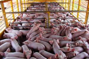 Producción nacional de cerdo creció 5% el 2016