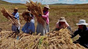 Producción nacional de granos andinos alcanzó las 127.000 toneladas en 2020