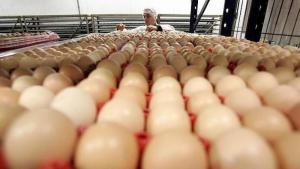 Producción nacional de huevos alcanzó las 497.525 toneladas en 2020