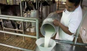 Producción nacional de leche fresca alcanzó las 1.9 millones de toneladas en 2020