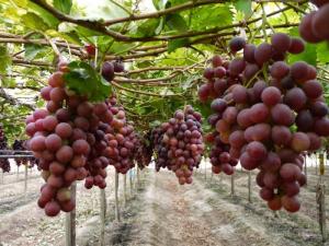 Producción nacional de uva registró 206.656 toneladas en enero de 2022, mostrando un crecimiento de 10.5%