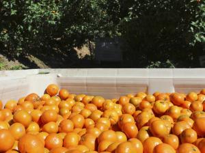 Producción nacional mandarinas alcanzó las 525.000 toneladas en 2020