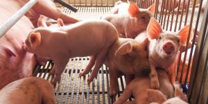 Producción porcina es el sustento de 2.5 millones de peruanos