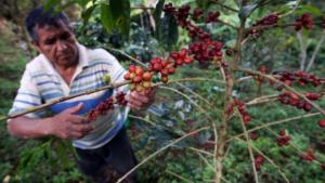 Producción y exportación de café disminuyeron el 2019