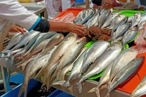 Produce ofrecerá 200 toneladas de pescado en 160 ferias a nivel nacional