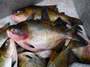 Producirán 400 toneladas de peces amazónicos para combatir la desnutrición