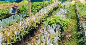 Producirán más de 780.000 plantones de cacao y café en Ayacucho