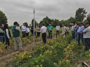 Productividad de algodoneros de Pisco y Lambayeque aumentó 70% a través del proyecto digital “Perú Smart Agro 4.0”
