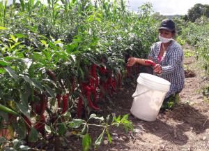 Productores apuestan por el cultivo de ají cayena y habanero