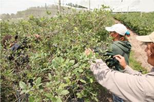 Productores argentinos consideran a Perú como factor que afectó negativamente su campaña de arándanos