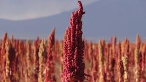 PRODUCTORES DE APOQUA CERTIFICARON EL 100% DE SUS HECTÁREAS DE QUINUA EL 2015