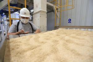 Productores de Apurímac abastecerán con 22 toneladas de quinua orgánica el mercado europeo