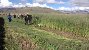 Productores de avena forrajera son capacitados  para incrementar rendimientos en cultivo