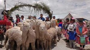 Productores de Ayacucho y Apurímac reciben 18 alpacas de alta calidad genética