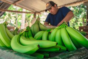 Productores de banano orgánico del Chira amenazan con protestas por falta de agua