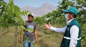Productores de Cajamarca se organizan para erradicar las moscas de la fruta