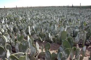 PRODUCTORES DE COCHINILLA SON AFECTADOS POR PRECIOS ESPECULATIVOS