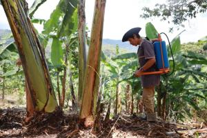Productores de plátanos de Chanchamayo mejoran sanidad vegetal